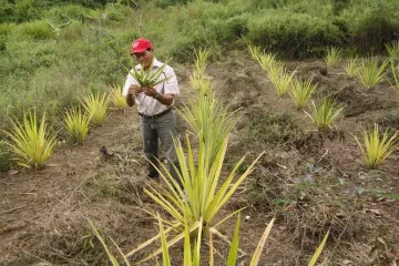 Cultivo de la curagua en Aguasay, Monagas