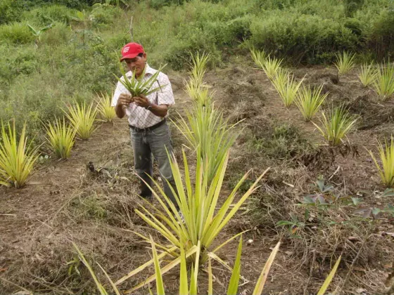 Cultivo de la curagua en Aguasay, Monagas