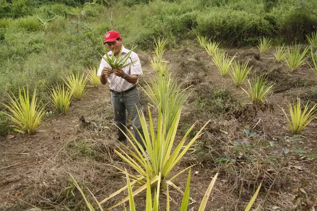 Cultivo tradicional de la planta de curagua en las tierras de Aguasay.