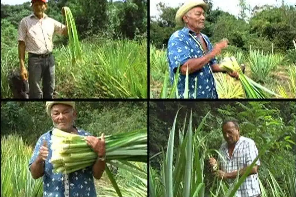 Cosecha de curagua