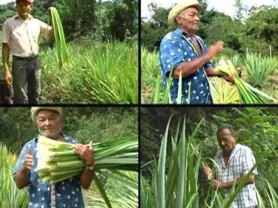 Cosecha manual de las pencas de curagua
