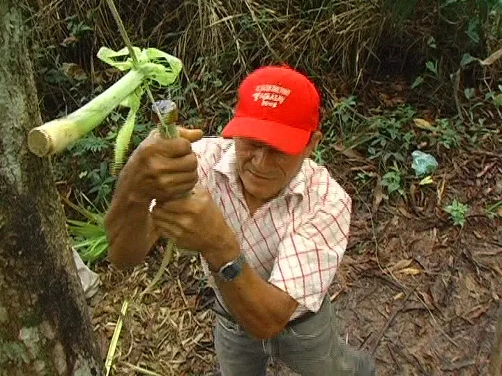 Raspado tradicional y extracción manual de la fibra de curagua.