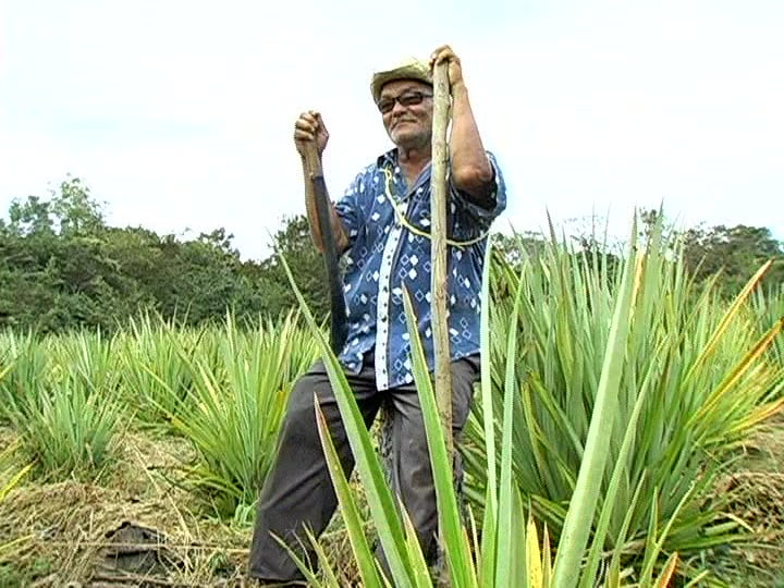 Qué es la curagua: Cultivo de la curagua