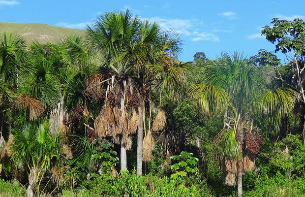 Palmera de moriche